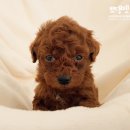 뽀댕뽀댕 이미지