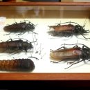 장수하늘소 이미지