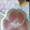 가넷 이미지