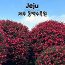 겨울 제주 동백수목원 입장료 주차 관람 꿀팁 정리 1월 초 방문 후기