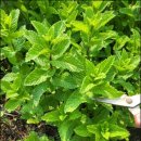 박하약국 이미지