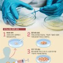 [재미있는 과학] 줄기세포 배양해 만든 '미니 장기', 동물실험 대신해요 이미지