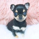 롯데 훼딩독 이미지