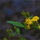 평창들꽃 이미지