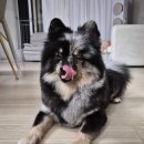 오케이덴탈 | 덴티멀 덴탈껌 더블액션 츄/강아지간식 겸 치약