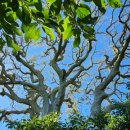 월평다라쿳당 이미지