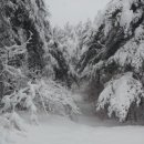 애견종합병원 이미지