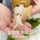 안녕달팽이 | 🐌아프리카 왕 달팽이 키우기 거식과 변비로 내원했어요! +달팽이 먹방 영상있어요~