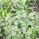 예촌민박 이미지