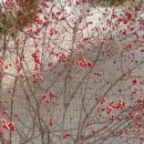 가을 산사나무 이미지