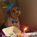 광주대로224번길 | 경기 광주 강아지 케이크 생일파티 필수품