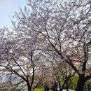 하천(충훈2교) | 서울 근교 나들이 추천! 안양의 가볼만한곳, 충훈부 벚꽃 데이트
