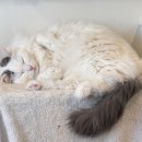 하늘을 걷는 고양이 카페 이미지