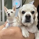 푸른숲동물병원 이미지