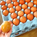 해와 바다 이미지