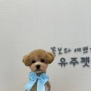 유주펫 이미지
