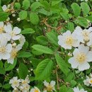 고향내음 이미지