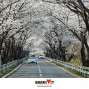 화개십리벚꽃길 이미지