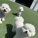 에떼르넬 슈슈 이미지