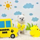 크리스타일 | 아이를 아껴주는 따뜻한 손길이 느껴졌어요 광주애견미용 크리스타일 후기작성