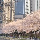 풍경공원 | 부산 벚꽃 명소｜실시간 영도 아미르공원 현재 개화상황과 낮 풍경 후기