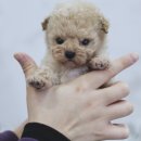 강아지분양 더펫 이미지