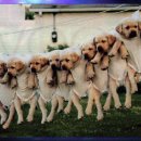 칠갑산 목장 이미지