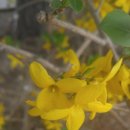 (개인과제) 개나리(Forsythia koreana) 151564 김상원 이미지