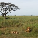 세렝게티 이미지