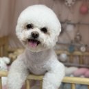 티나네강아지미용실 이미지