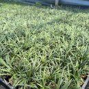 애란농장 이미지