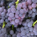 포도(Grape)