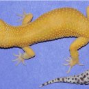 수퍼캐롯 이미지