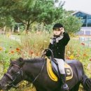 궁평항로 이미지