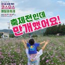 경서대로 | 축제 전인데도 이미 만개! 하동 북천 꽃축제 2025 실시간 후기