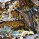 파충류샵 렙타일스테이션 이미지