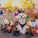 오알카페 이미지