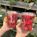 무진농장 | 용인 포레스트벨 딸기체험 농장 | 동물 체험부터 모래놀이까지 아이랑 실내 가볼만한곳