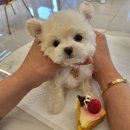 대구강아지분양 퍼피얌 이미지