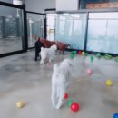 사랑애견 이미지