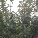 상부농장(2농장) 이미지