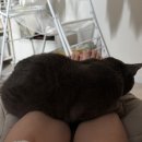 서울 고양이 신부전 동물병원 후기 | 13살 노묘 | 24시온숲
