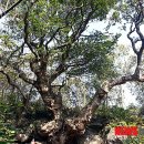 제주 강정동 담팔수(濟州 江汀洞 담팔수) 이미지