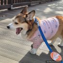 봄강아지 | 웰시코기 강아지 옷 브랜드 "플럼피(PLUMPY)" 봄 가을 옷 비교 및 후기