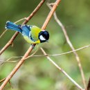 예쁜 새 시리즈 - 가장 작은 올빼미, 푸른등박새, 긴꼬리요정벌새(혜성벌새) 이미지