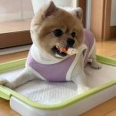 언니네 펫 이미지