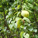 모과나무집 이미지