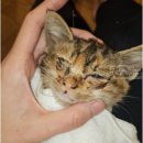 대주환경자원 | Dear my cat, 올해도 귀여우느라 고생한 고양이에게