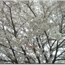 군산은파유원지 활짝핀 벚꽃 이미지