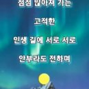 마이진/사모애 이미지